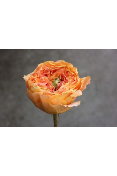 Троянда Caraluna - келихоподібний бутон персикового кольору з жовто-зеленою серединкою